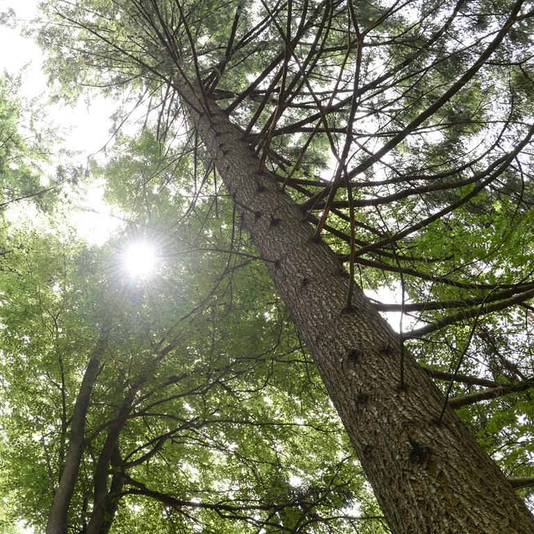 Der Mythos von der Kohlenstoffschuld