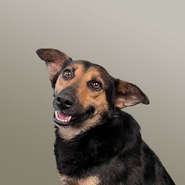 schwarz-brauner Hund mit abstehenden Ohren