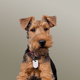 schwarz-brauner Terrier