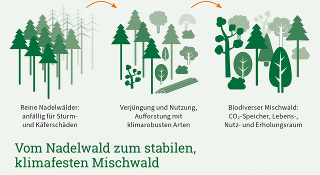 https://media.depi.de/filer_public_thumbnails/filer_public/44/1c/441c0f2f-1f7a-4f76-8385-194f9214ff17/depi_grafik_vom-nadelwald-zum-stabilen-klimafesten-mischwald.jpg__640x350_q90_crop-smart_subject_location-945%2C657_subsampling-2.jpg