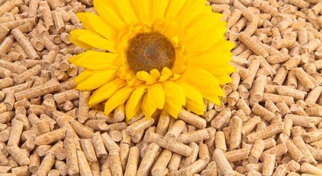 https://media.depi.de/filer_public_thumbnails/filer_public/4f/20/4f206a90-4eae-4788-86ed-19751d2039fd/holzpellets-mit-sonnenblume.jpg__640x350_q90_crop-smart_subsampling-2.jpg