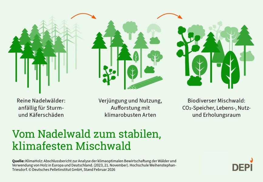 Vom Nadelwald zum stabilen, klimafesten Mischwald
