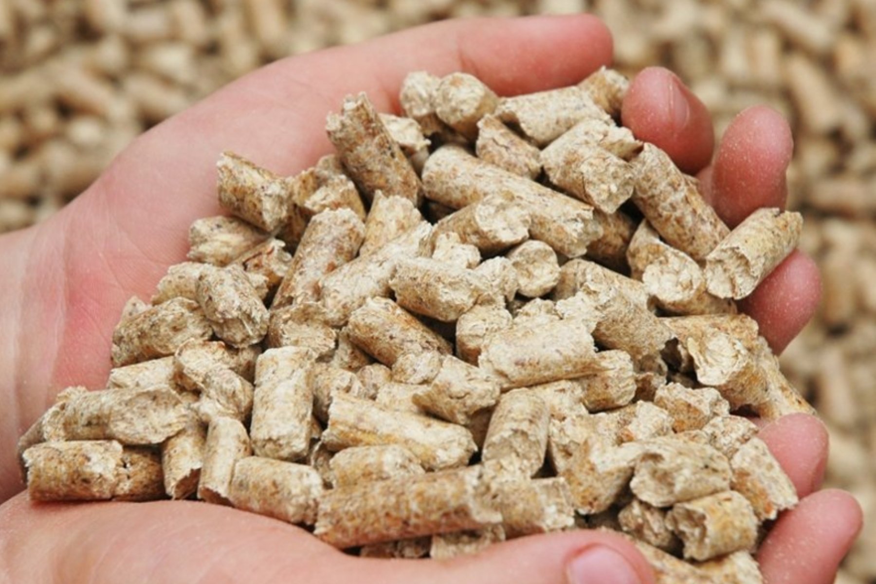Zwei Hände halten Pellets in die Kamera